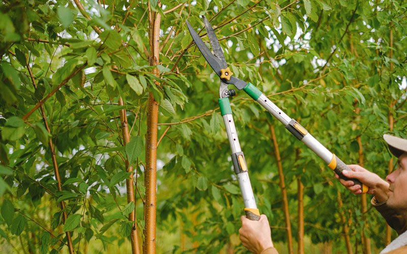 Tree trimming in Washburn, ND